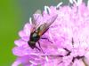 Cheilosia personata